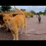 港近くの公園のテーブルに着くと猫が集まってきた(YouTube)