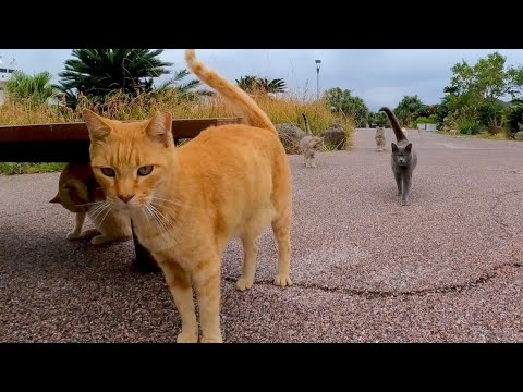 港近くの公園のテーブルに着くと猫が集まってきた(YouTube)