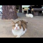 【2022年を振り返る】今年撮った猫動画の未公開動画まとめて配信(22/1~3)(YouTube)