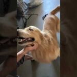 モンスターな大型犬…(YouTube)