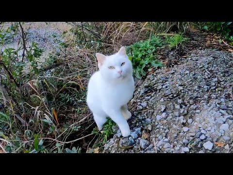 白猫に付いて奥地に行くと別の白猫が出てきて膝の上に乗ってきた(YouTube)