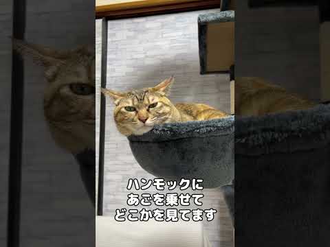 ハンモックにあごのせは可愛すぎんか！？　#shorts(YouTube)