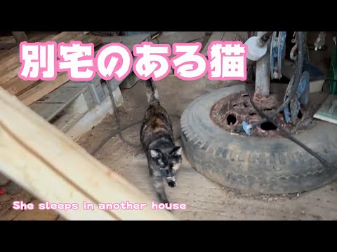 別宅で眠る保護猫を毎朝お迎えにいきます She sleeps in another house(YouTube)