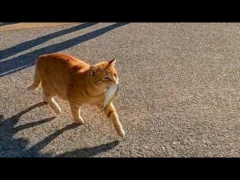 【今週の未公開動画】短い野良猫動画まとめて公開-unreleased video of this week-2022/12/2w(YouTube)