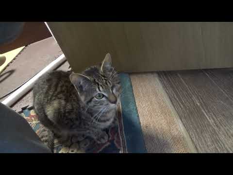 家猫たちの引っ越し準備、床を塗りました(YouTube)