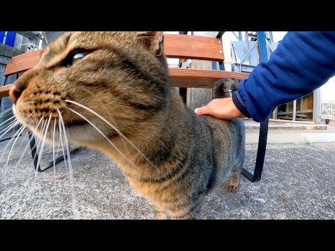 漁港の野良猫ちゃん、撫でると擦り寄ってきたカワイイ(YouTube)
