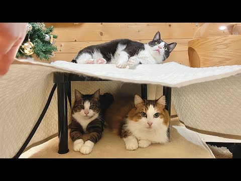 今年のこたつは小さいなぁ～って思う猫(YouTube)