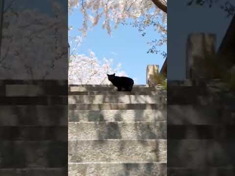 猫だらけの神社、やたらと喋ってくる白猫に出会う(YouTube)