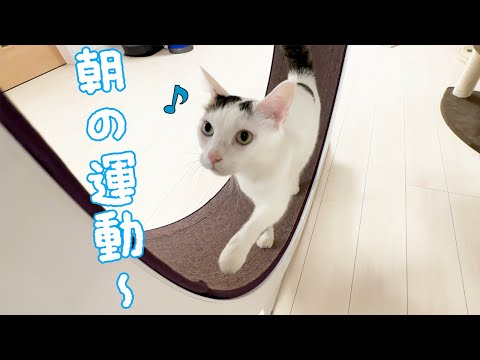 運動しよ！と言うと回し車を使ってくれる天才猫チロさん(YouTube)