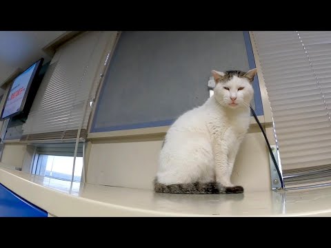 「今日は欠航ですニャー」券売機の上にいた猫が言ってきた(YouTube)