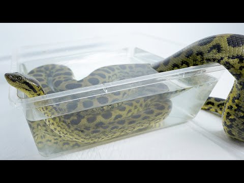 どんどん巨大化しているアナコンダを新しいケージに引っ越します(YouTube)