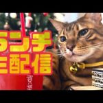 【ランチ生配信12/7】本格的に寒くなってきた12月のお昼は猫でも見て暖まりませんか？生配信(YouTube)
