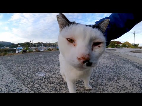 漁港で出会った野良猫が強烈に甘えてきた(YouTube)
