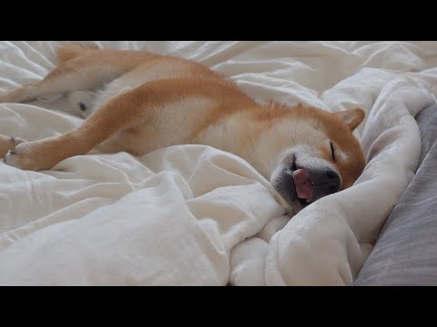 柴犬が寝てる間にプレゼント置こうとすると予想外の展開に。(YouTube)