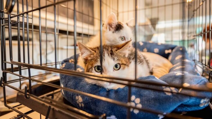 猫のプライバシーを守ってくれる個室付きのキャットケージ、コメリのペット用品ブランドから新登場(ブログ)