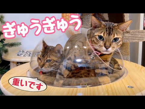 ママが大好き！そっくり美人母娘猫がぎゅうぎゅう詰めになってます(YouTube)