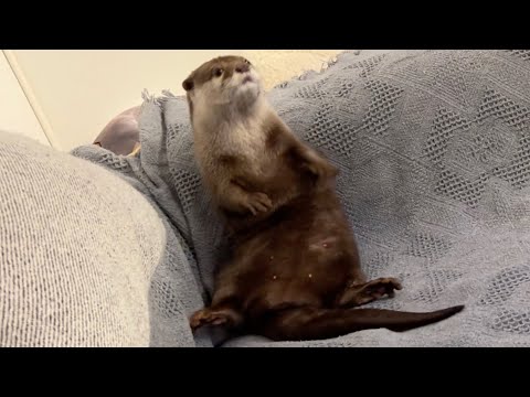 赤ちゃんのことがどうしても気になりすぎてしまうカワウソと守る猫 Otter who can’t help but be overly concerned about their babies.(YouTube)