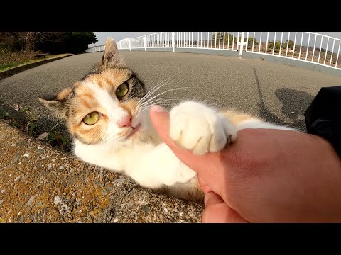 わんぱくな三毛猫をモフろうとしたら手を掴んでガブガブしてきた(YouTube)