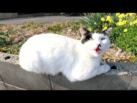 ブロック塀にまたがるハチワレ猫をモフっていたら仲間猫も寄って来た(YouTube)