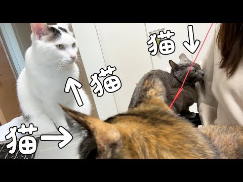 ご飯前の猫たちの圧がすごいです…(YouTube)