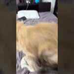 大寒波です。わんこを用意して下さい。(YouTube)
