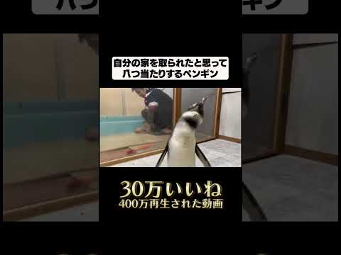 TikTokで400万再生された動画#shorts(YouTube)