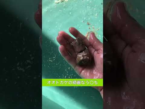オオトカゲの綺麗なう〇ち(YouTube)