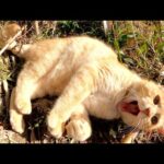 コロコロ太ったクリーム猫ちゃんがお腹を丸出しにして甘えてきた(YouTube)