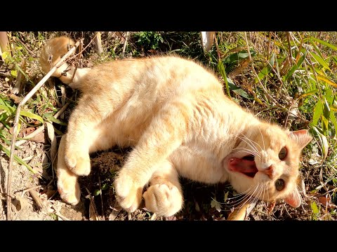 コロコロ太ったクリーム猫ちゃんがお腹を丸出しにして甘えてきた(YouTube)