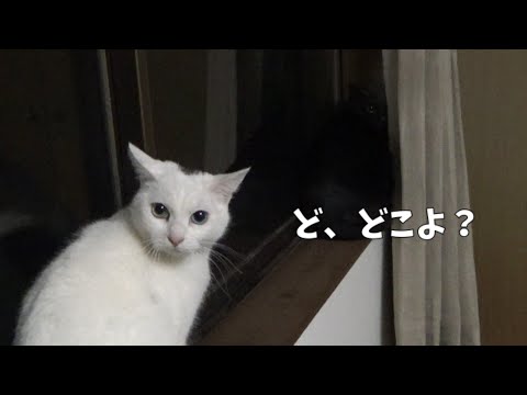 ２匹の猫が住み慣れた場所から実家へ引っ越しました(YouTube)