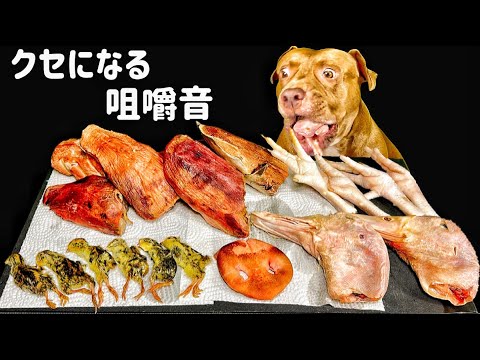 アヒルの頭やうずらの雛を食べるピットブルの咀嚼音が気持ちいい【閲覧注意ASMR】(YouTube)