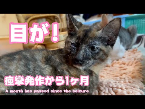 目が! 痙攣発作から1ヶ月 1 month has passed since the seizure(YouTube)