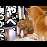 お母さん的な存在の柴犬が遊びたいモードになると…(YouTube)