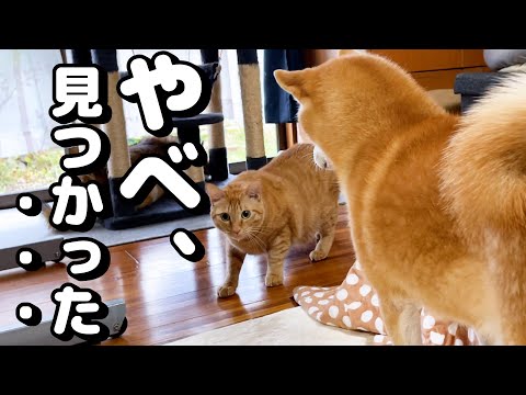 お母さん的な存在の柴犬が遊びたいモードになると…(YouTube)