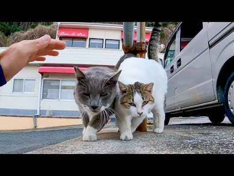 フェリー乗り場のグレーの猫ちゃん、お友達の猫が撫でられているのを見て急いで出てきた(YouTube)