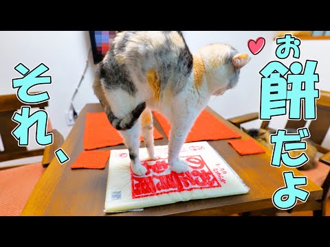 もっちもちの「のし餅」を座布団だと思っているお正月の猫(YouTube)