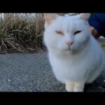 白猫ちゃん、膝の上に乗ってきた(YouTube)