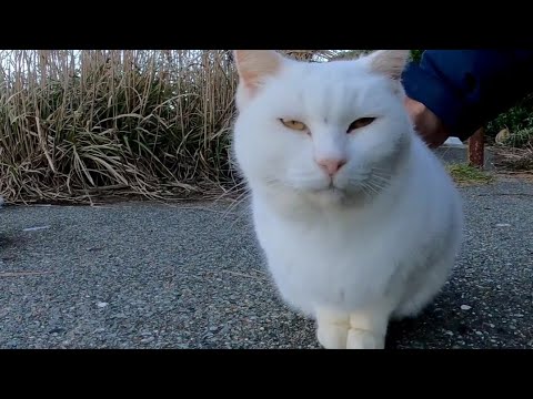 白猫ちゃん、膝の上に乗ってきた(YouTube)