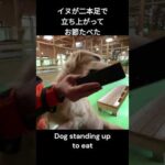 お節が食べたい犬が立った! Dog standing up to eat(YouTube)