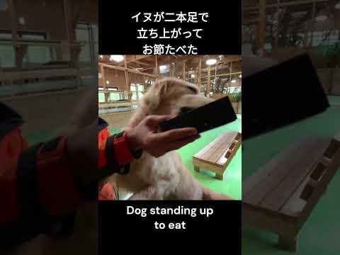 お節が食べたい犬が立った! Dog standing up to eat(YouTube)