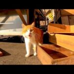 「待て〜帰るな!」漁港で出会ったガラガラ声の野良猫が付いてくる(YouTube)