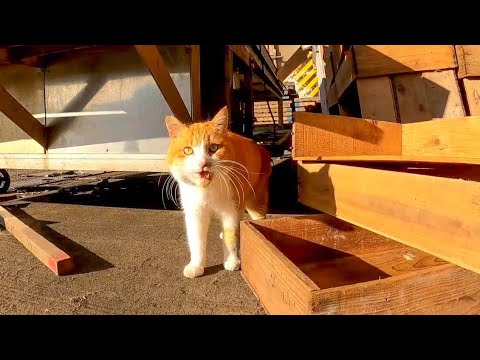 「待て〜帰るな!」漁港で出会ったガラガラ声の野良猫が付いてくる(YouTube)