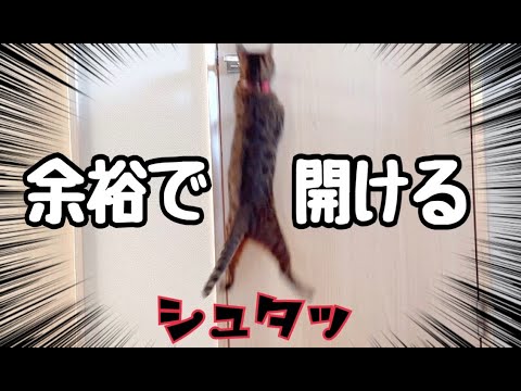 部屋に閉じ込めても余裕でドア開けちゃうお利口猫さん(YouTube)