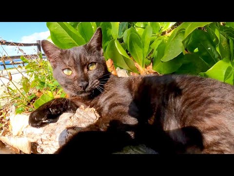 浜辺の黒猫ちゃん、木陰からモフられに出てきた(YouTube)