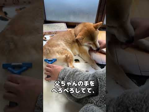 〇〇に夢中で毛がごっそりとられてることに気づかない柴犬…笑　#shorts(YouTube)