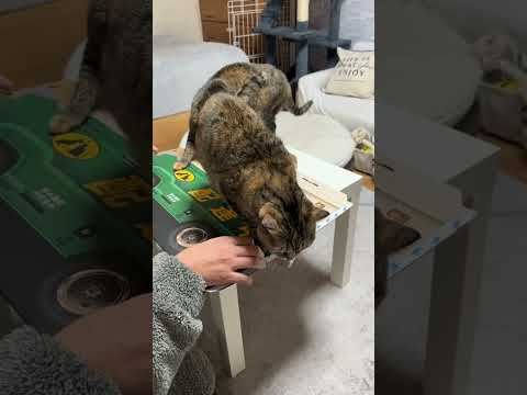 猫が私の家に配達にきました！　#shorts(YouTube)