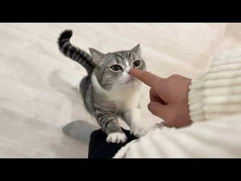 家に置いてけぼりにされた猫と再会したら寂しすぎてこうなっちゃいました…(YouTube)