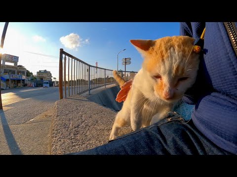 防波堤に猫がいたので隣に座ってナデナデしてきた(YouTube)
