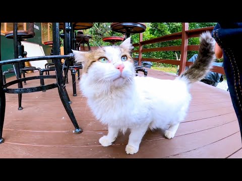 カフェのオープンテラスに入ってきた猫ちゃん、撫でると懐いてきて足を枕にして寛ぐ(YouTube)