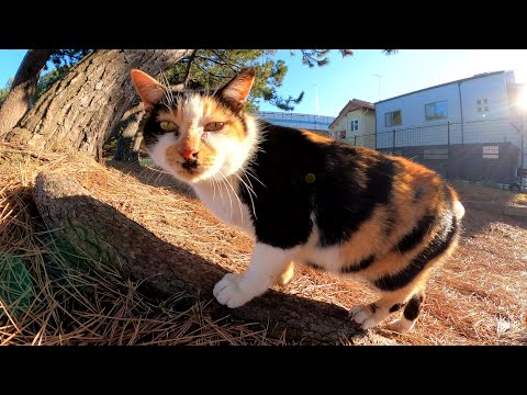 三毛猫おばあちゃんと水玉ママが親子水入らずでくつろぐ(YouTube)